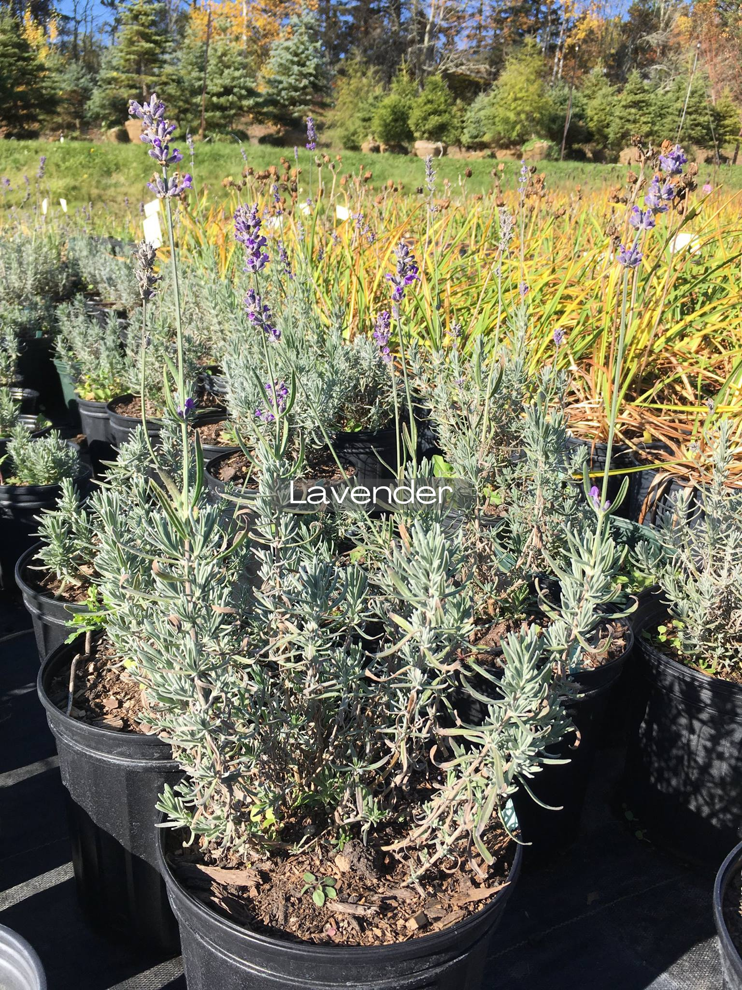 Lavendula — Corn Hill Nursery